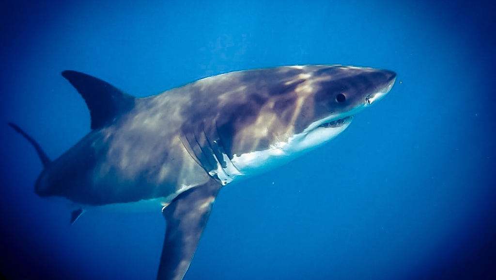Zona CERO Sub.- Escuela de Buceo