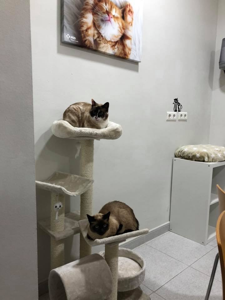 Centro Veterinario Las Adelfas S.L. — Del propietario