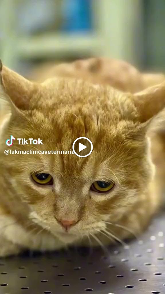 Gato