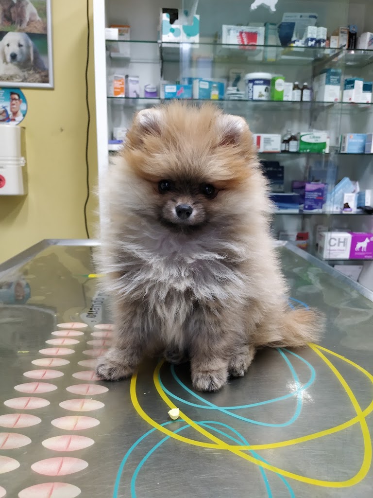 Clinica Veterinaria Camino Real — Del propietario