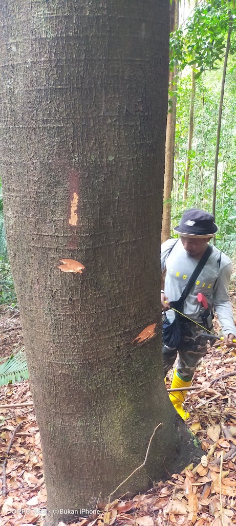 Double trek campsite