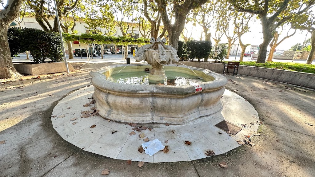 Cedro del jardin de la estacion de Figueres