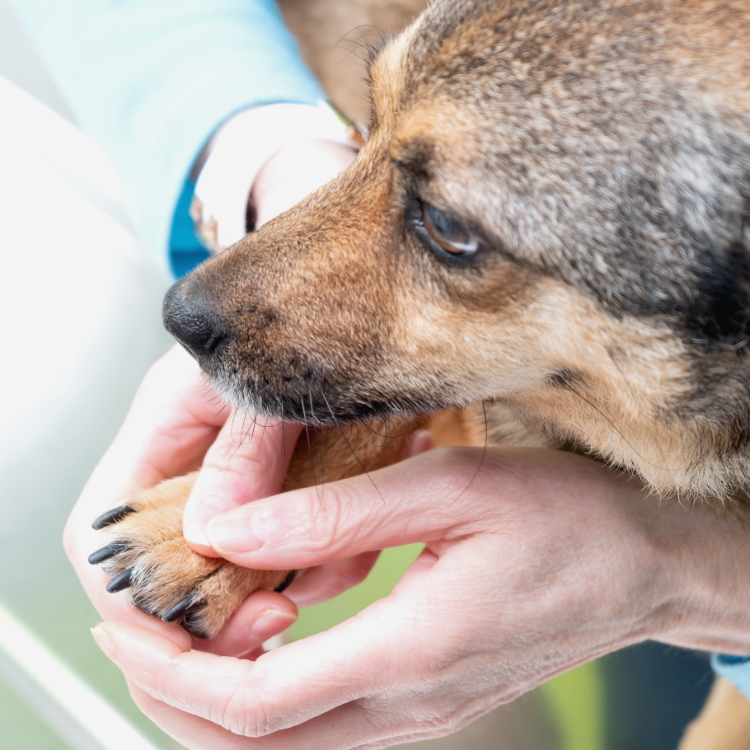 Clinica Veterinaria WECAN Las Rozas — Del propietario
