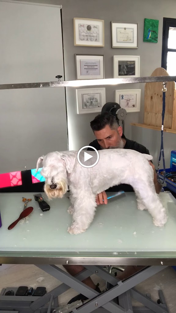 Perro