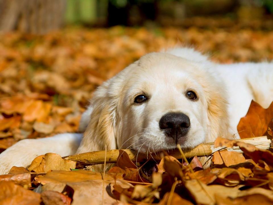 Centro Veterinario La Riera