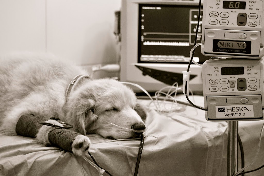 Blanes Centro Veterinario Urgencias Mireia Balliu