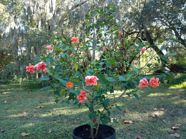  Ancient Wisdom of Yoga