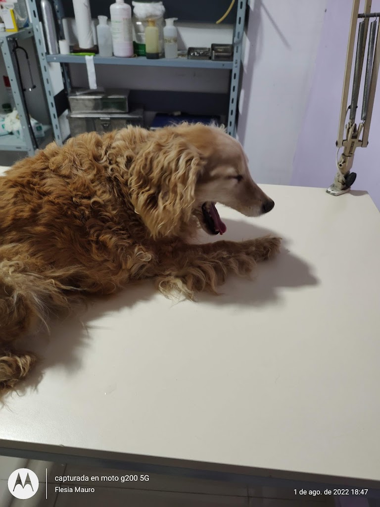 Perro