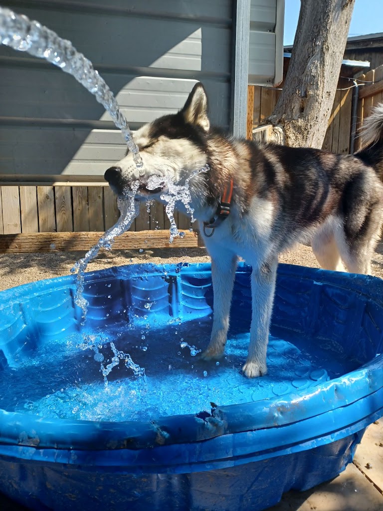 Kennel in Salt-Lake-City