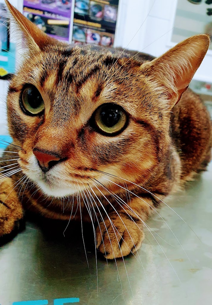 Clinica Veterinaria Barcelona — Gato