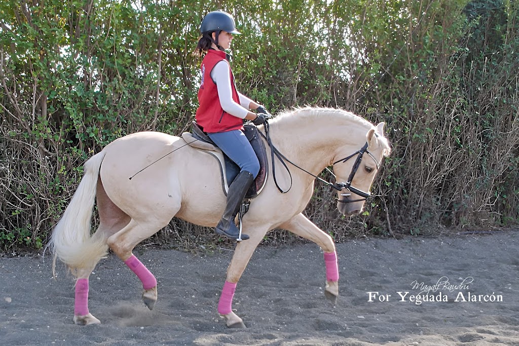 Hipica Alarcon, — Caballo