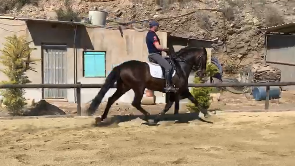 Centro Ecuestre Carlos Vinegla — Caballo