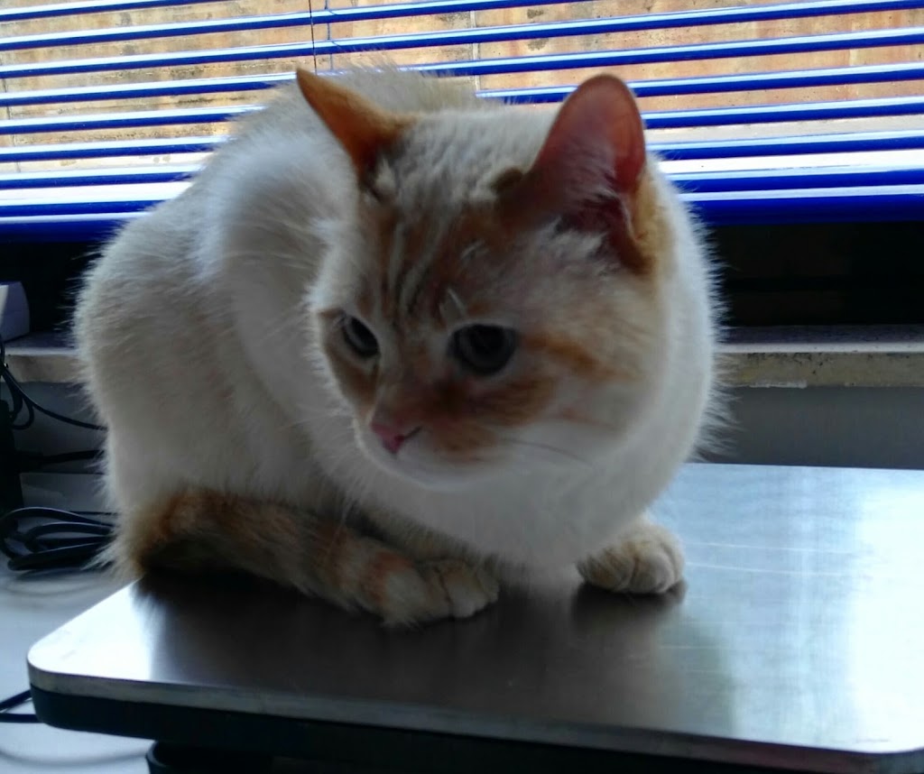 CLINICA VETERINARIA " LOS CASTROS" (Dra.Machiandiarena) — Gato