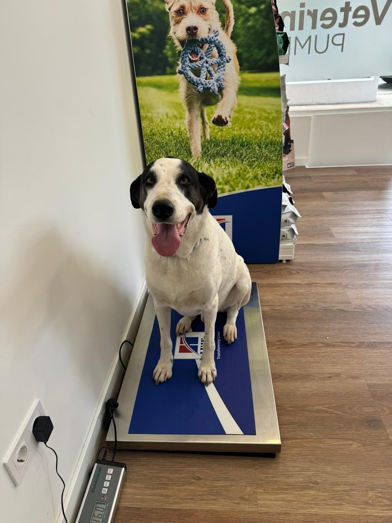 Clinica Veterinaria Pumba | Torremolinos