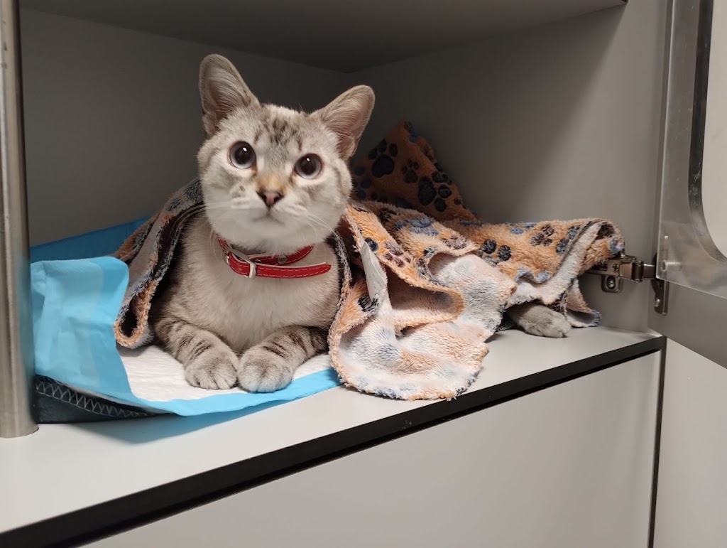 Clinica Veterinaria Petits i Peluts Veterinaris — Del propietario