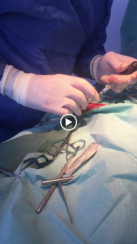 Hospital Veterinario Valdemoro — Videos