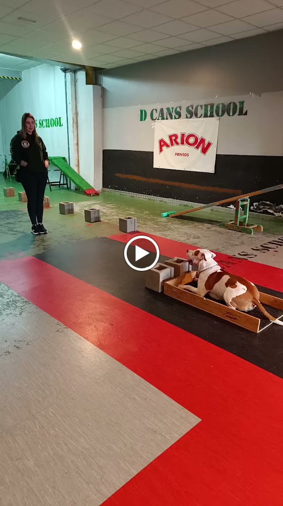 D CANS SCHOOL_k9 Somos tu escuela Canina — Videos