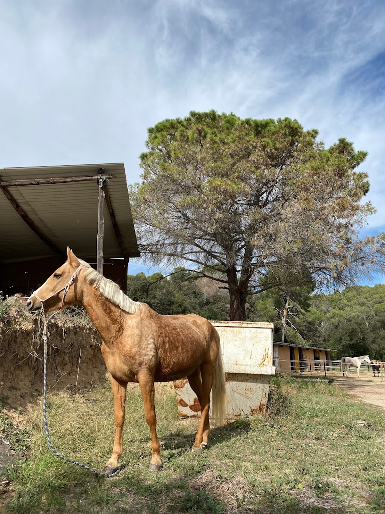 Club Hipic Can Valls