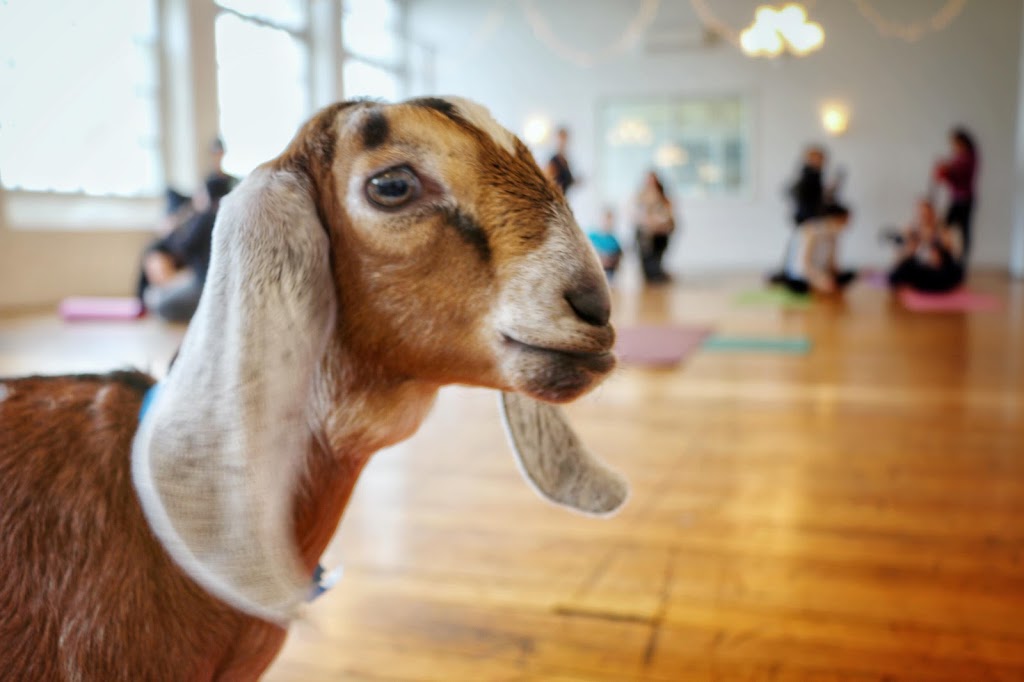 Goat