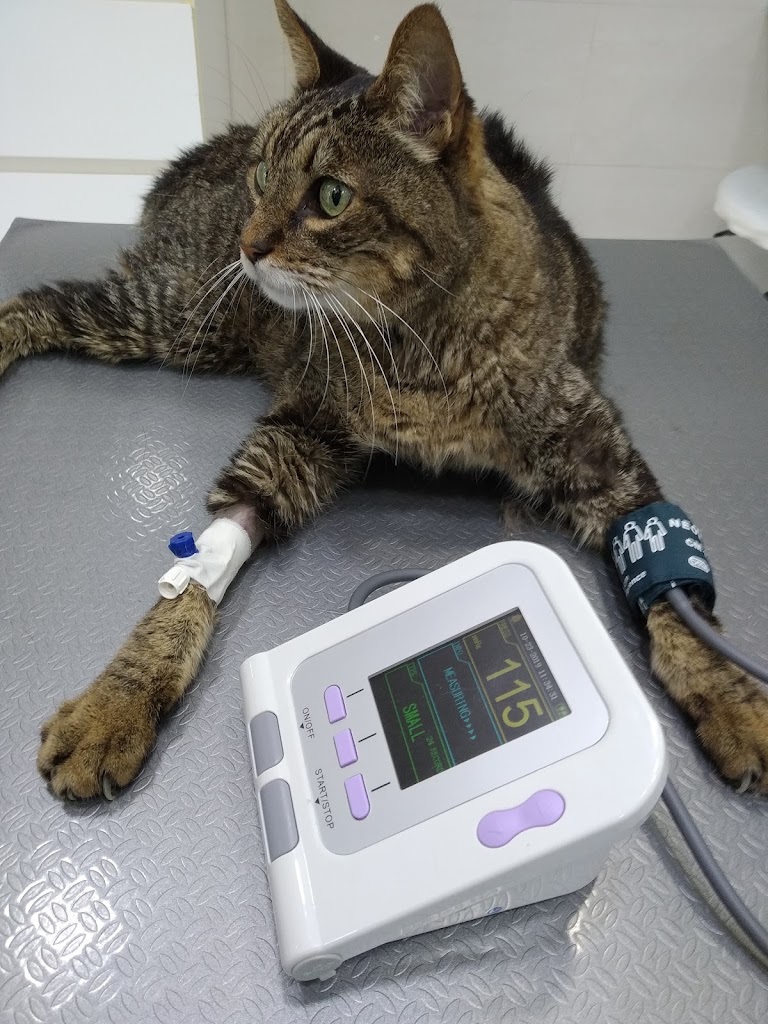 Guadalvet Guadalcacin — Gato