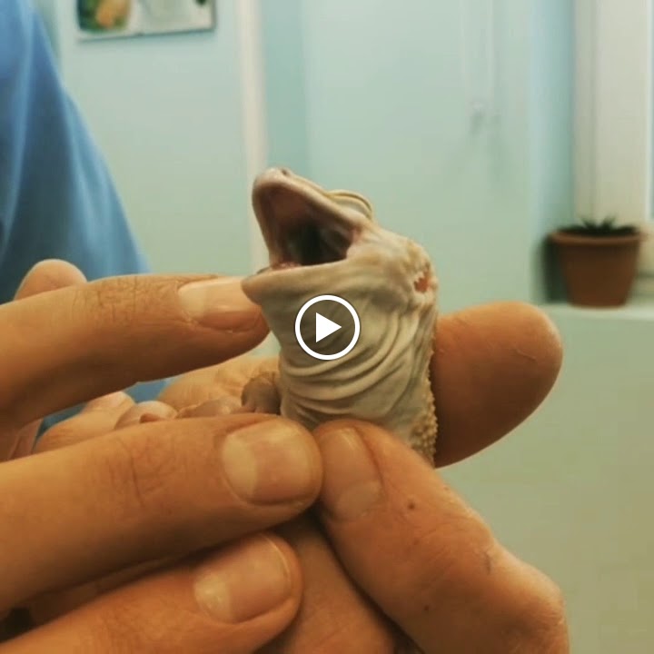 Clinica Veterinaria "Gran Danes" — Videos
