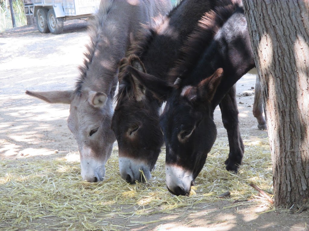 Rucs de la Serralada