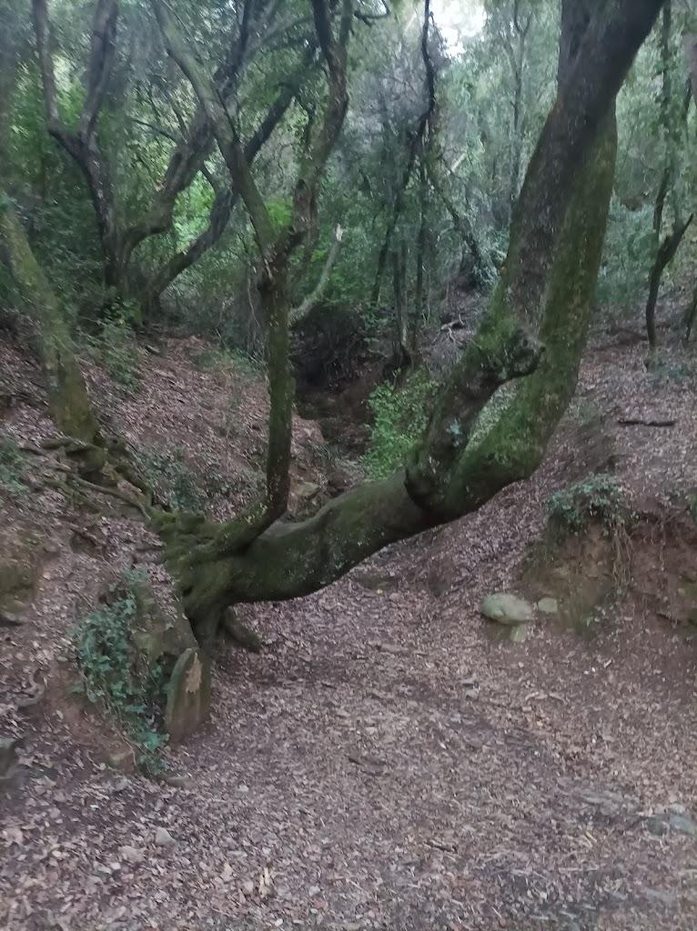 Fuente del avellano