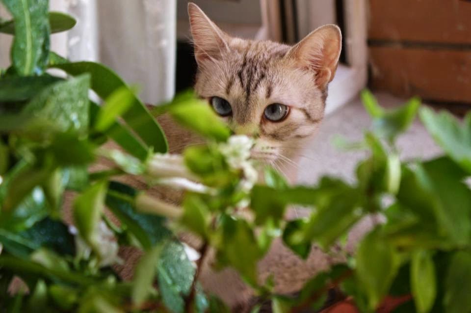 Clinica Les Fonts Veterinaria — Gato