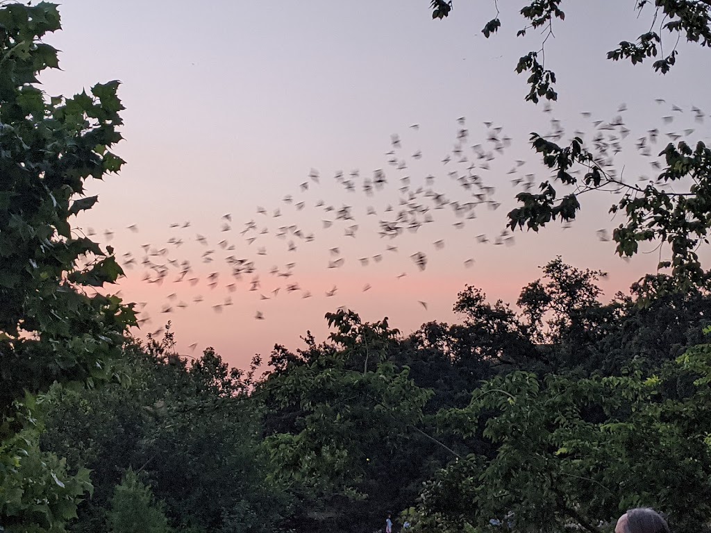 Waugh Drive Bat Colony