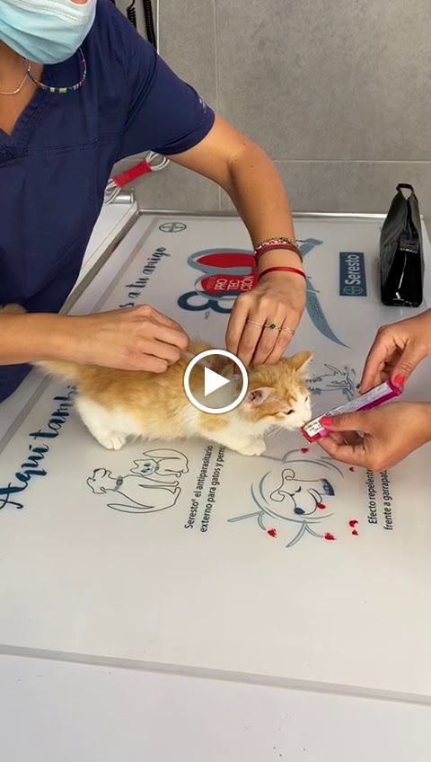 Clinica Veterinaria Catro Patas — Videos