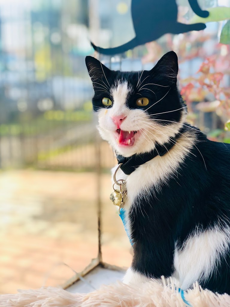 Gato