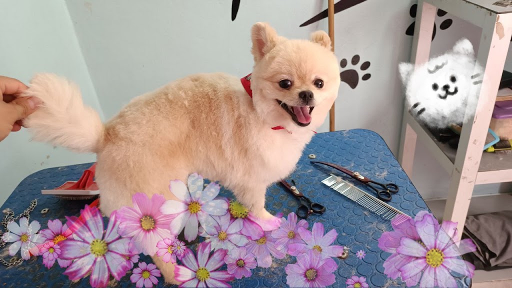 Perro