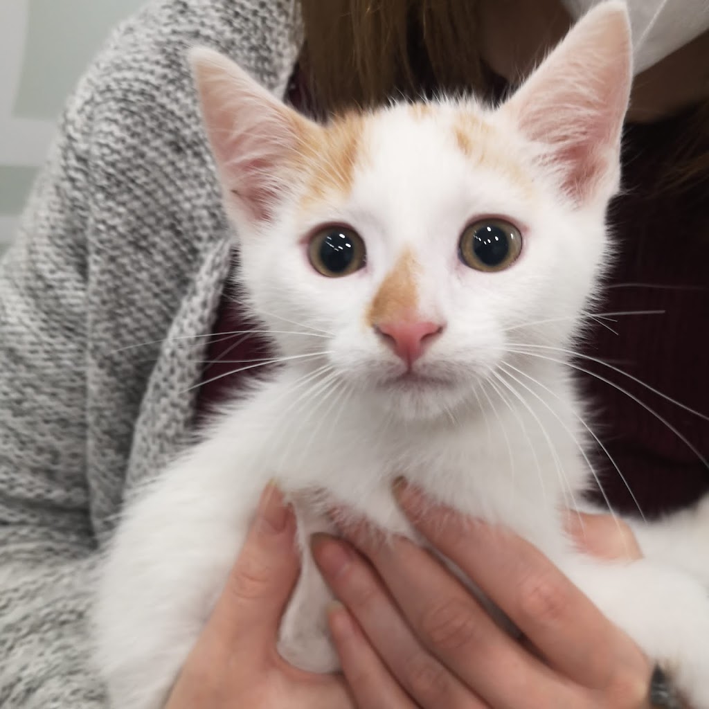 Clinica Veterinaria Maria Llaneza — Gato