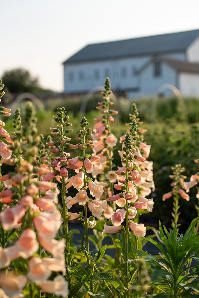 Hidden Springs Flower Farm