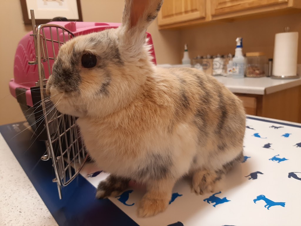 Rabbit