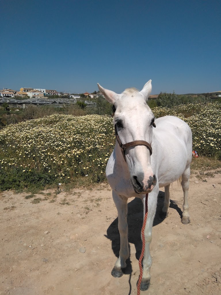 El Parabrisas de Puente Genil