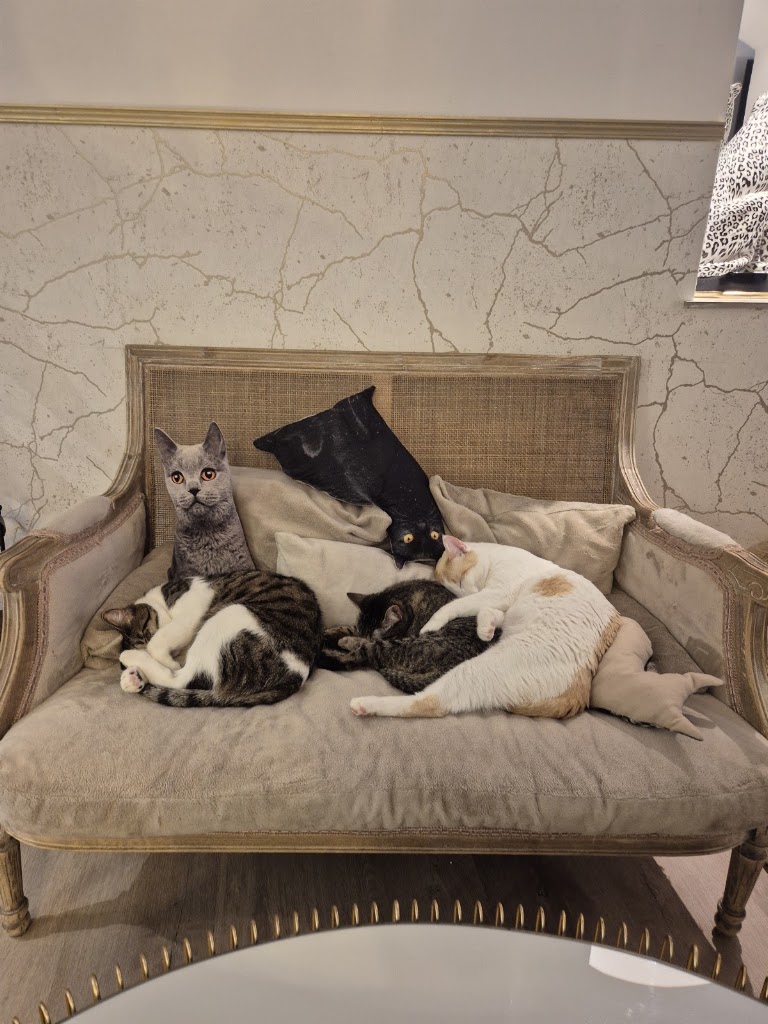Restaurante - Cafeteria - El Salon de mi casa - CAT CAFE — Mas recientes