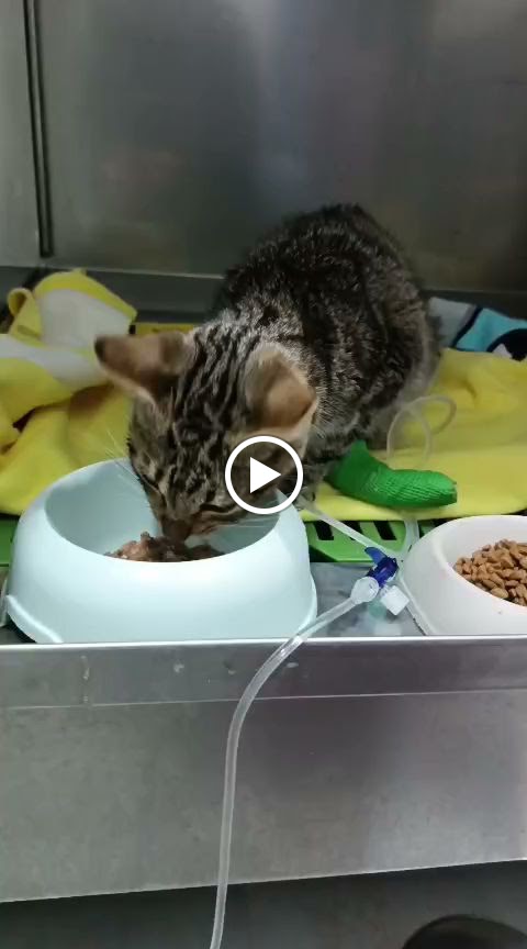 Ave Fenix Veterinaria — Videos