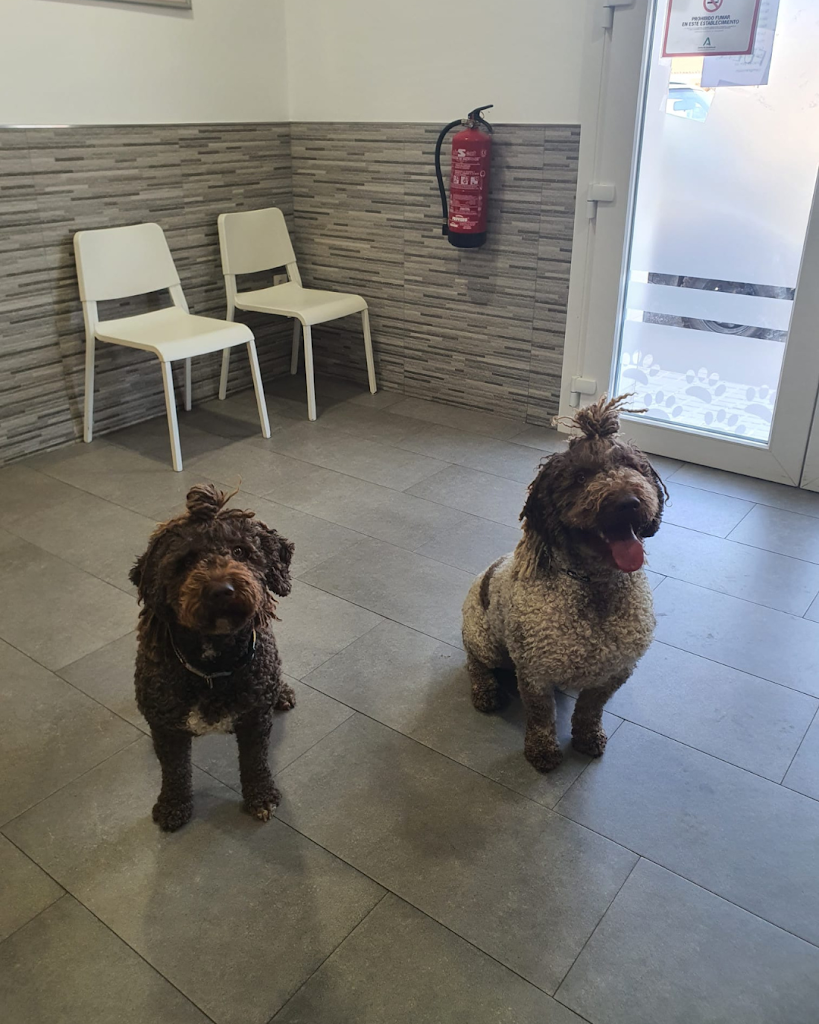 Darbon Veterinarios Moguer