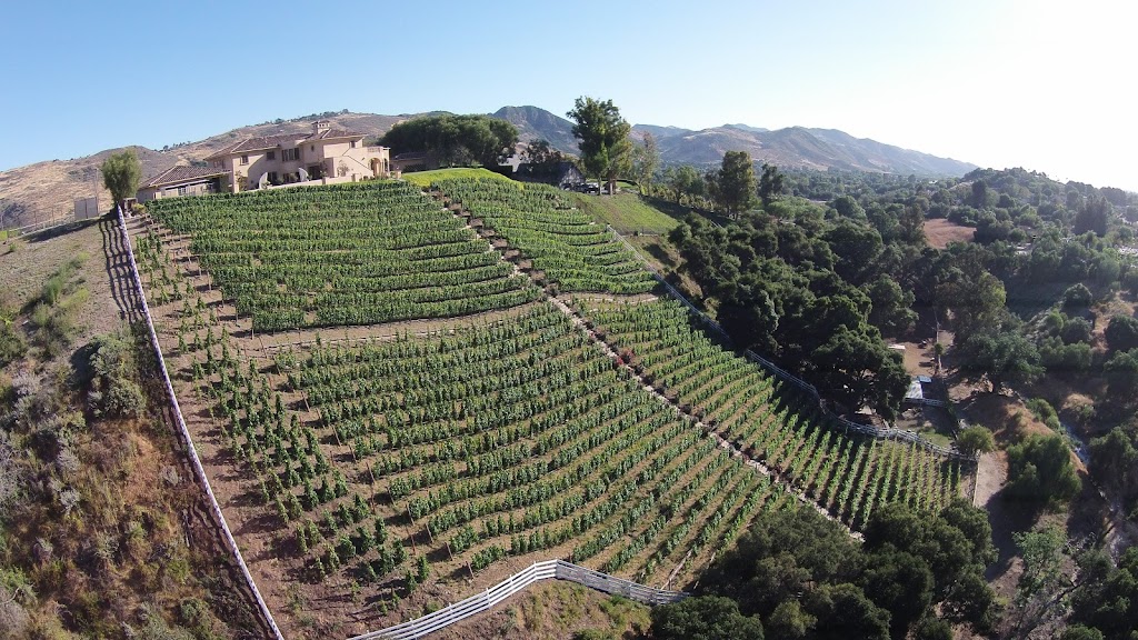 Vineyard
