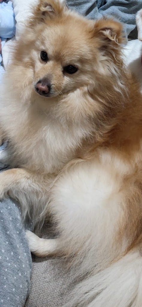 Clinica Veterinaria Animaluchos — Perro