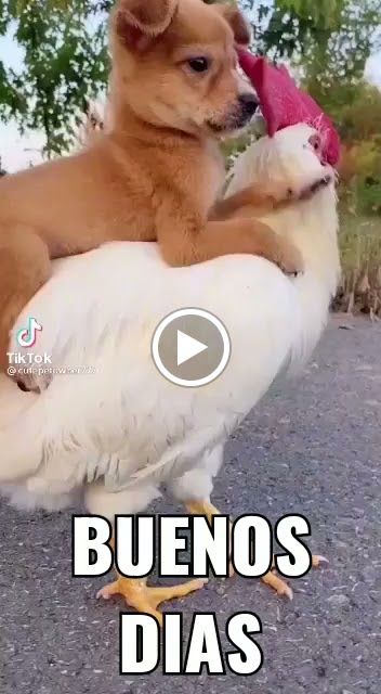 Neumaticos Los Carmenes SA — Videos
