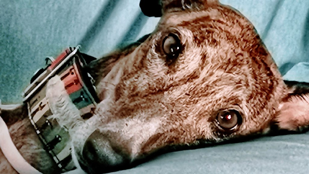 Clinica Veterinaria Seisdedos