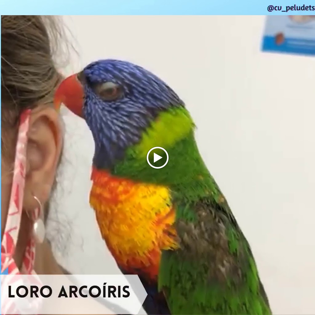 Clinica Veterinaria Domesticos y Exoticos Peludets — Del propietario