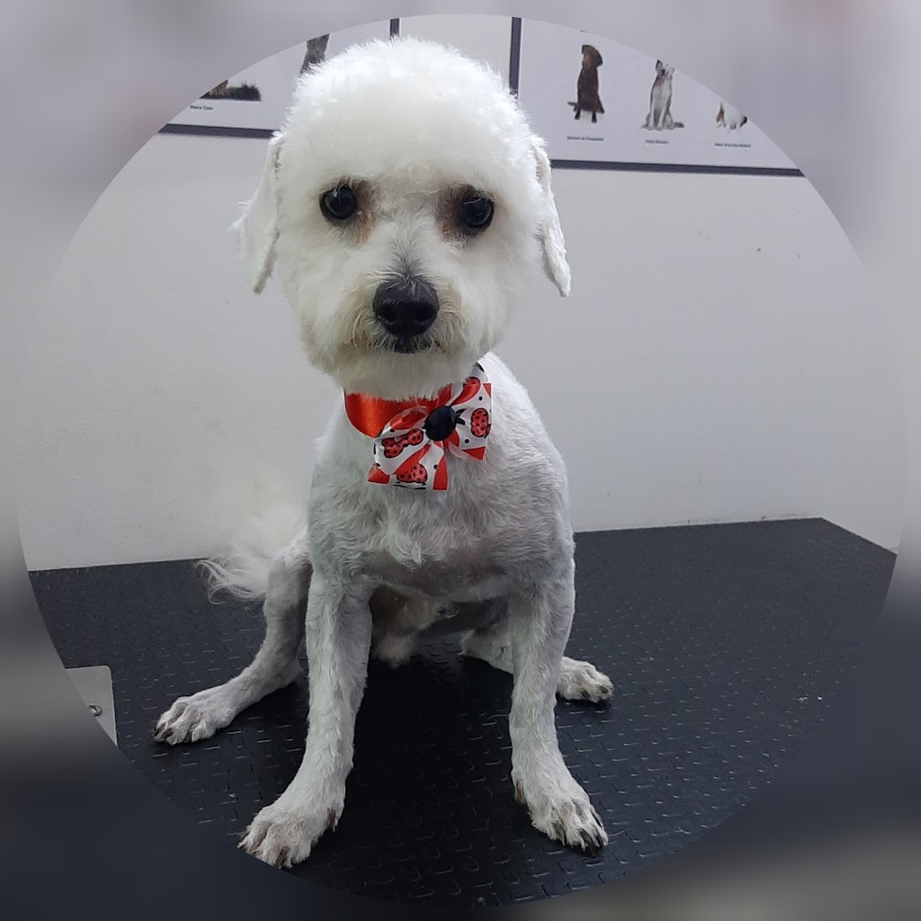Perro