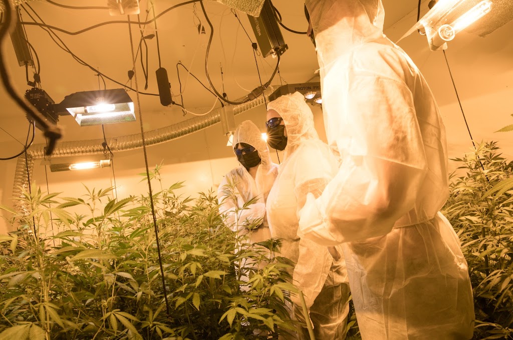 Asociacion Cannabica La Vega Cannabis Club Lanzarote