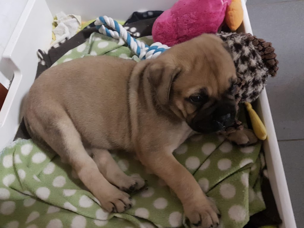 Clinica Veterinaria Jaira