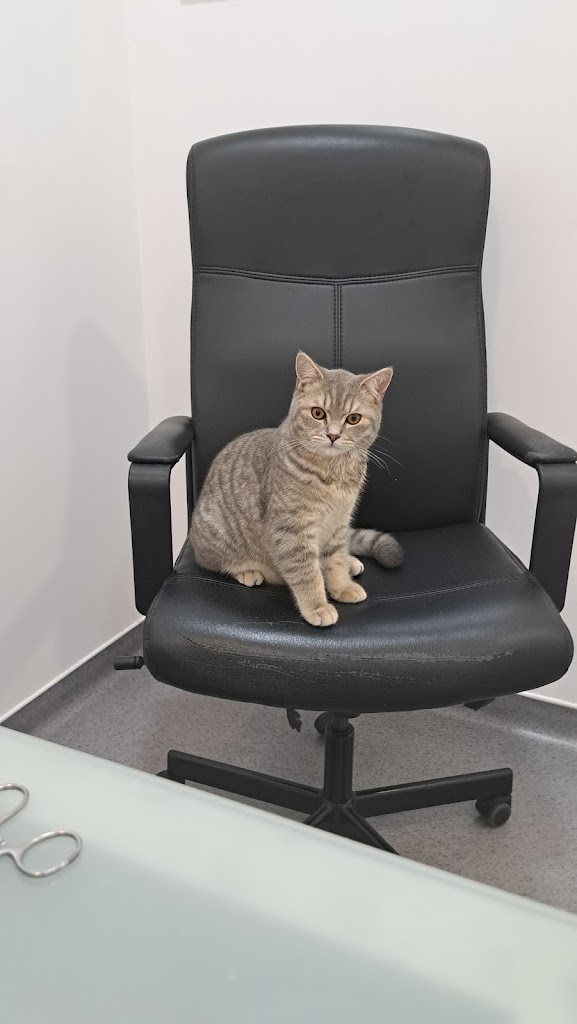 Gato