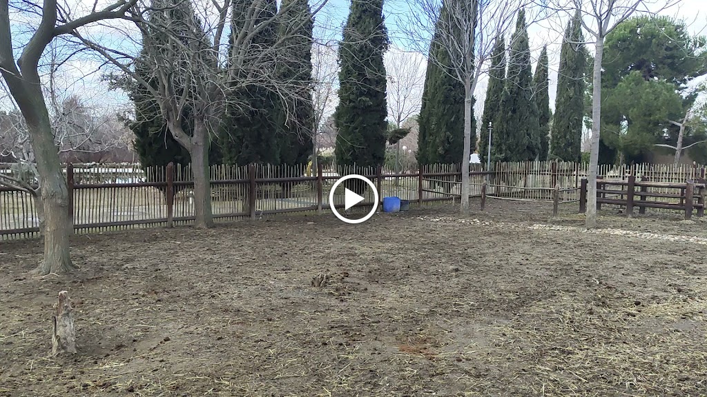 Arqueopinto — Videos