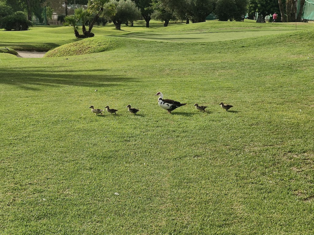 Club de Golf Torre-Pacheco